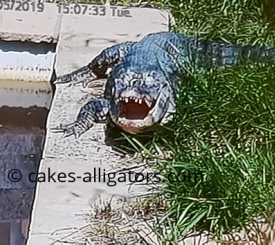 Shaun Jnr, our Chinese Alligator appears to laugh at a joke from mate Sky