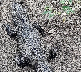 Chinese Alligator