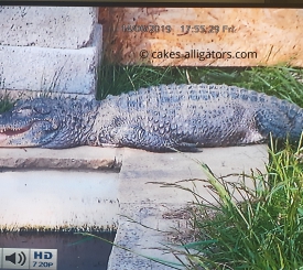 One of our Chinese Alligators just chilling