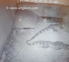 Male and female Chinese Alligators meeting for first time