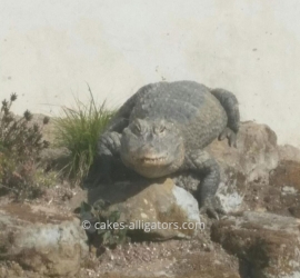 Chinese Alligators sunbathing on the rocks