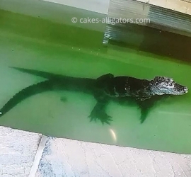 Two of our Chinese Alligators breeding in the water