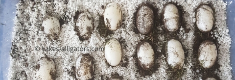 Our first batch of Chinese Alligator eggs