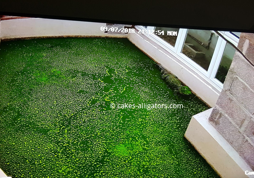 Chinese Alligator in Green water (algae)