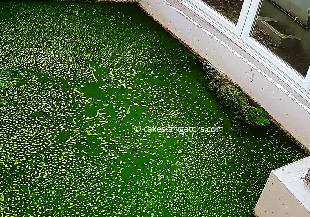 Chinese Alligator in Green water (algae)