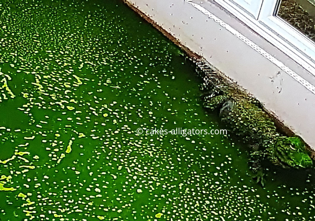 Chinese Alligator in Green water (algae)