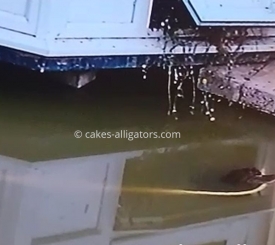 Chinese Alligator Grabs Giant Yellow Snake