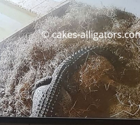 Chinese Alligator on top of her nest