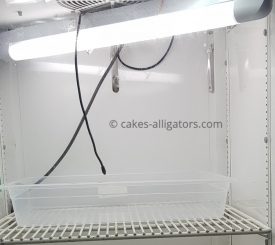 Home built incubator for our Chinese Alligator clutches