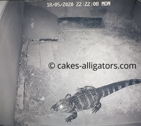 Nova the Chinese Alligator near her nest