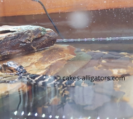 First EVER UK Born Baby Chinese Alligator Baby