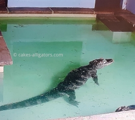Chinese Alligators