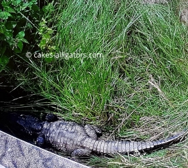 Chinese Alligator