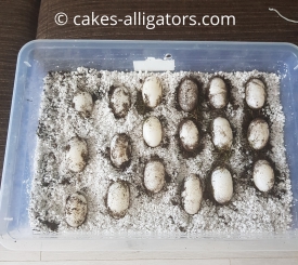 Clutch of 18 Chinese Alligator eggs