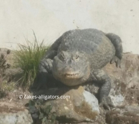 Chinese Alligator