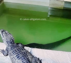 Chinese Alligators