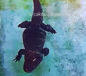 Chinese Alligator