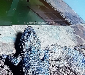 Chinese Alligators