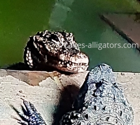 Chinese Alligators