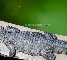 Chinese Alligator