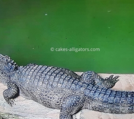 Chinese Alligator