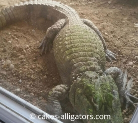 Chinese Alligator