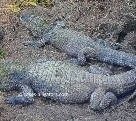 Chinese Alligators