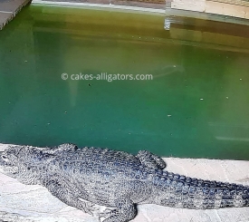 Chinese Alligators