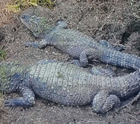 Chinese Alligators