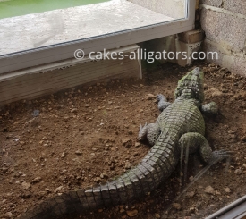 Chinese Alligator