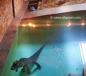 Male Chinese Alligator meeting female partner