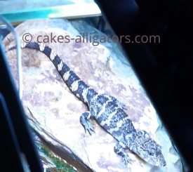 Baby Chinese Alligator sunbathing on rock