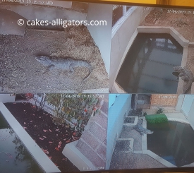 The size of the enclosures for each pair of breeding Chinese Alligators. Each pair has an enclosure with different sections. The four sections shown here are all for 1 breeding pair.