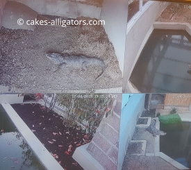 The size of the enclosures for each pair of breeding Chinese Alligators. Each pair has an enclosure with different sections. The four sections shown here are all for 1 breeding pair.