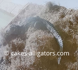 Chinese Alligator making a nest