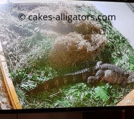 At first Sky didn't appear interested in this area of her enclosure, but after adding lots more foliage for her, she seems to be loving it