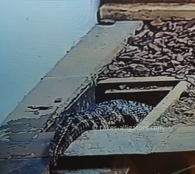 Chinese Alligators in a burrow