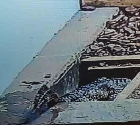 Chinese Alligators in a burrow