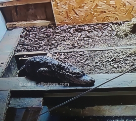 Chinese Alligators in a burrow