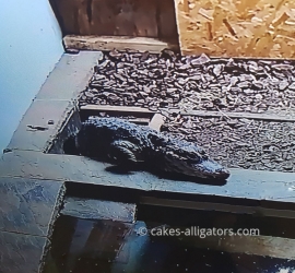 Chinese Alligators leaving underground burrow