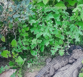 Chinese Alligators in the undergrowth