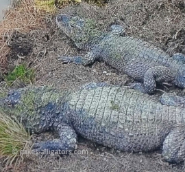 Different sized Chinese Alligators