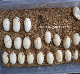 Our second clutch of Chinese Alligator eggs