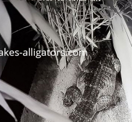 Chinese Alligator scraping in order to make her nest