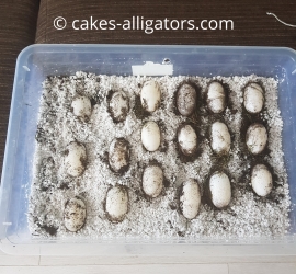 Chinese Alligator Eggs, believed to be the first eggs layed in the UK