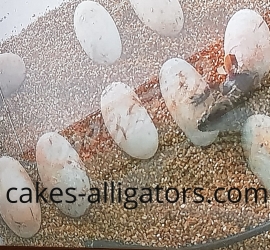 UK's First Ever Successfully Hatched Chinese Alligator Baby