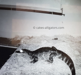 Chinese Alligator waking up from hibernation