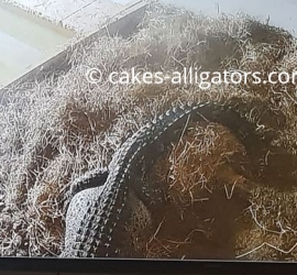 Sky, a female Chinese Alligator making her nest