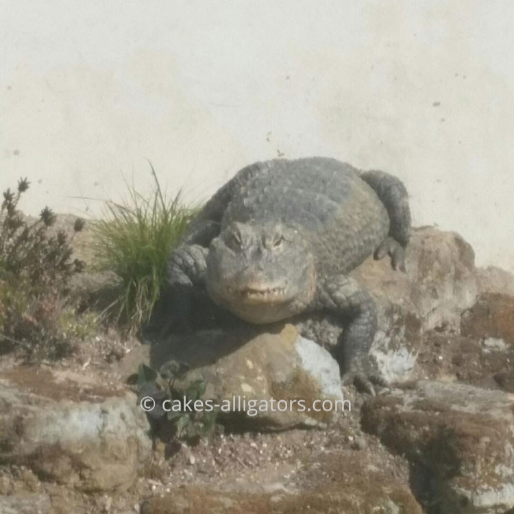 Chinese Alligators sunbathing on the rocks