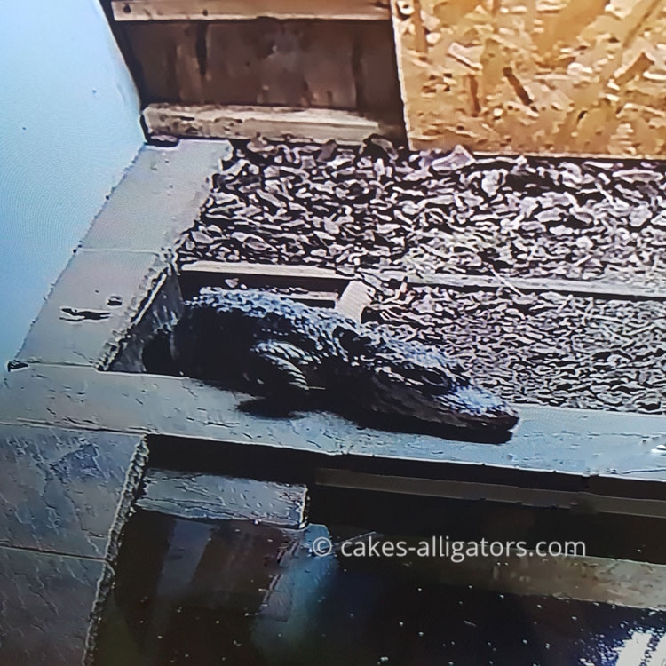 Chinese Alligators leaving underground burrow